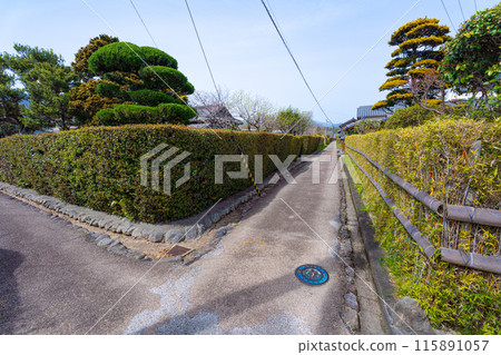 [Important Preservation District for Groups of Traditional Buildings] Doi Kurukawa: Streets lined with hedges of doyo bamboo and phillyraeoides and samurai residences, Aki City, Kochi Prefecture 115891057