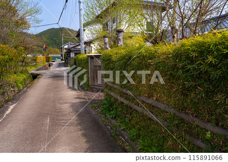 [Important Preservation District for Groups of Traditional Buildings] Doi-Kuraku-Naka, a street lined with hedges of doyo bamboo, Aki City, Kochi Prefecture 115891066