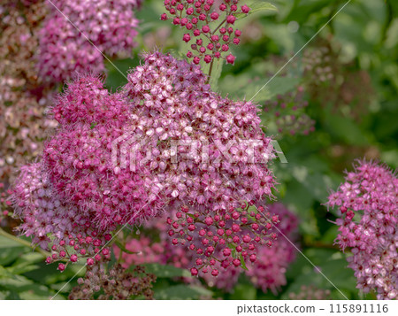 Pink shimmering flower 115891116
