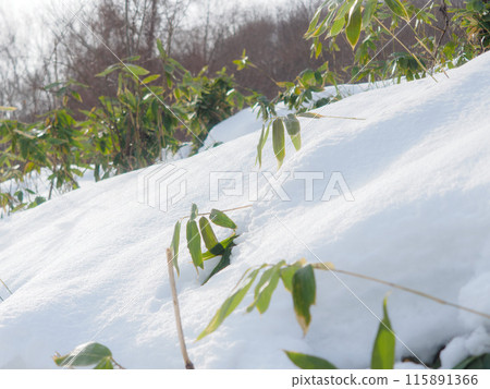 Snow piles up on the short bamboo Snow piles up on the short bamboo 115891366