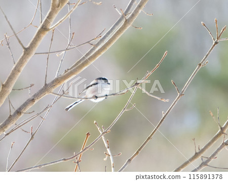 冬季長尾山雀的高品質照片 115891378