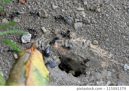 Ant nest 115891379