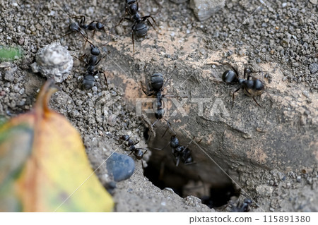 Ant nest Ant nest 115891380