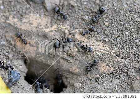 Ant nest Ant nest 115891381