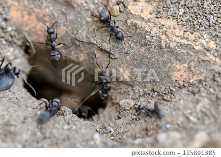 Ant nest Ant nest 115891385