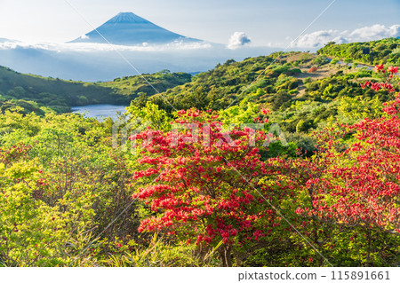 (Shizuoka Prefecture) Evening view of Mt. Fuji from Mount Gendake in Hakone with azaleas in bloom 115891661