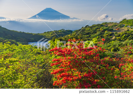 (Shizuoka Prefecture) Evening view of Mt. Fuji from Mount Gendake in Hakone with azaleas in bloom 115891662