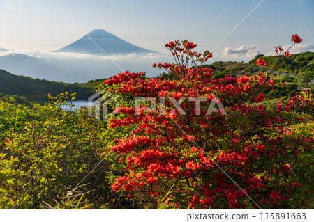 (Shizuoka Prefecture) Evening view of Mt. Fuji from Mount Gendake in Hakone with azaleas in bloom 115891663