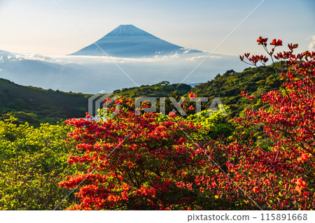 (Shizuoka Prefecture) Evening view of Mt. Fuji from Mount Gendake in Hakone with azaleas in bloom 115891668
