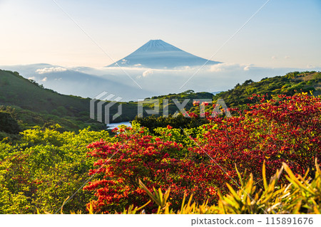 (Shizuoka Prefecture) Evening view of Mt. Fuji from Mount Gendake in Hakone with azaleas in bloom (Shizuoka Prefecture) Evening view of Mt. Fuji from Mount Gendake in Hakone with azaleas in bloom 115891676