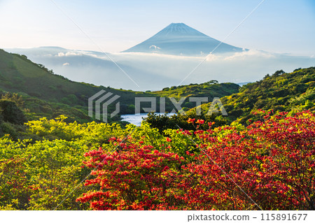 (靜岡縣)從杜鵑花盛開的箱根源眺望富士山的夜景 (靜岡縣)從杜鵑花盛開的箱根源眺望富士山的夜景 115891677