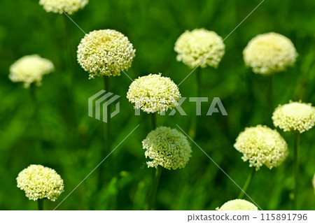 Santorina 115891796