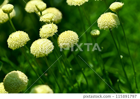 Santorina Santorina 115891797