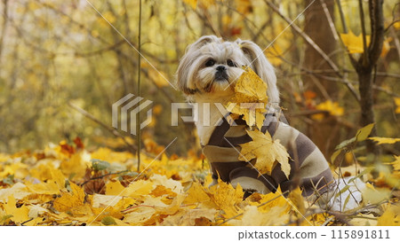 Shih Tzu in autumn leaves wearing a sweater 115891811