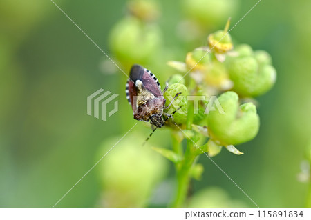 Bee whale bug 115891834