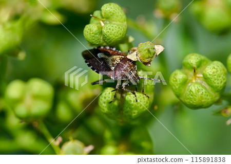Bee whale bug 115891838