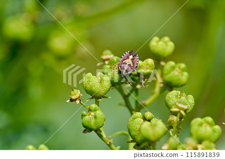Bee whale bug 115891839