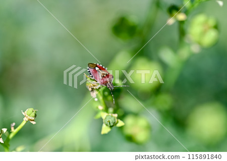 Bee whale bug 115891840