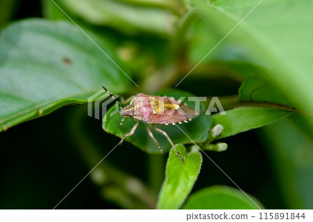 Bee whale bug 115891844