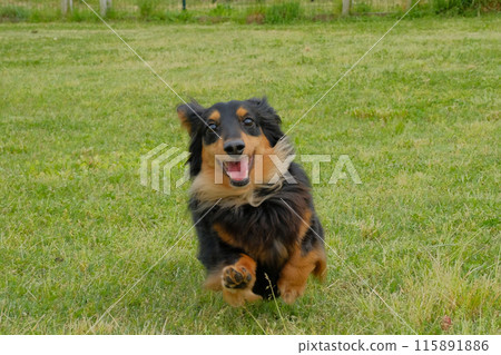 迷你臘腸犬在狗跑道上快樂奔跑 115891886