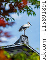 鸛站在屋頂上 115891891
