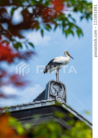 鸛站在屋頂上 鸛站在屋頂上 115891891