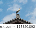 鸛站在屋頂上 115891892