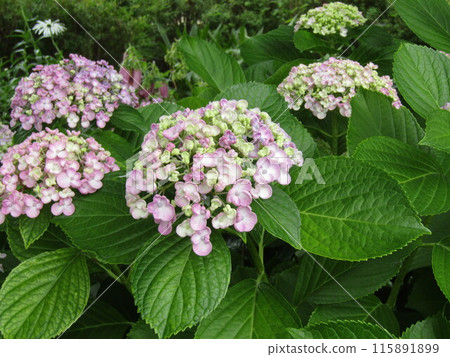 粉紅色的繡球花,花朵盛開 粉紅色的繡球花,花朵盛開 115891899