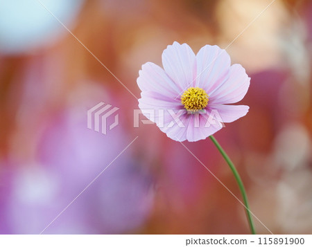 粉紅色的波斯菊盛開，背景是秋葉 115891900