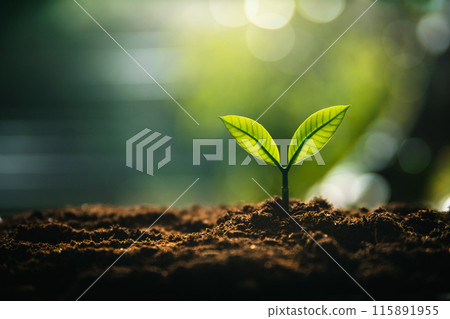 Eco concept,Perfect young tree on the ground with natural light and green background. Eco concept,Perfect young tree on the ground with natural light and green background. 115891955
