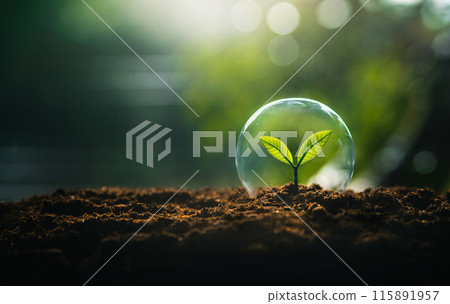 Nature conservation concept, young tree growing in a glass ball on the ground and nature background 115891957