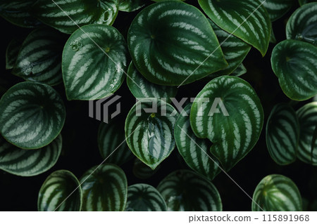 Dark green leaf texture in the forest, nature background 115891968