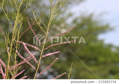 Small pink tamarisk flowers blooming in a park in early summer Small pink tamarisk flowers blooming in a park in early summer 115892158