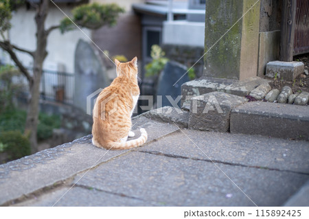Shrine grounds and cat 115892425