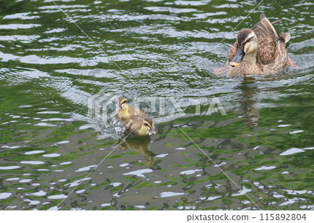 斑嘴鴨父母和孩子在清澈的水面上游泳，小雞們匆忙，父母在一旁看著 115892804