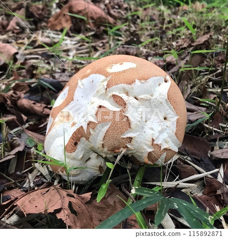 Big mushrooms 115892871