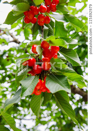 果園裡的紅櫻桃 115892979