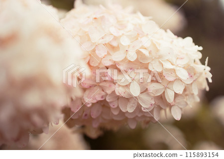 closeup hydrangea. Beautiful natural background with delicate white hydrangea flowers in landscape design. Flowers in the garden 115893154