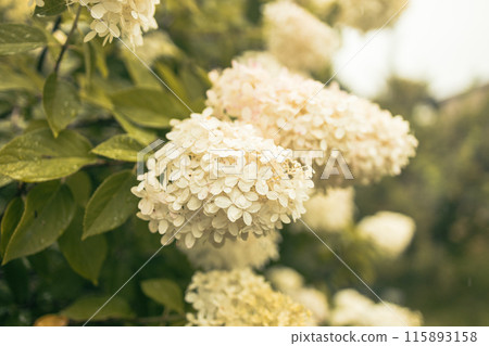 closeup hydrangea. Beautiful natural background with delicate white hydrangea flowers in landscape design. Flowers in the garden 115893158