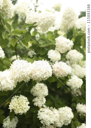 closeup hydrangea. Beautiful natural background with delicate white hydrangea flowers in landscape design. Flowers in the garden closeup hydrangea. Beautiful natural background with delicate white hydrangea flowers in landscape design. Flowers in the garden 115893166