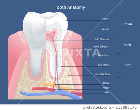 Tooth anatomy infographic. Teeth anatomic structure, teeths parts dental education diagram poster dentine enamel nerve root inside gum bone oral cavity, swanky illustration Tooth anatomy infographic. Teeth anatomic structure, teeths parts dental education diagram poster dentine enamel nerve root inside gum bone oral cavity, swanky illustration 115893176