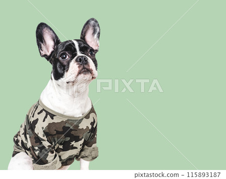 Adorable puppy and military shirt. Closeup, indoors 115893187