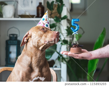 Cute dog and chocolate cake with number 5 Cute dog and chocolate cake with number 5 115893203