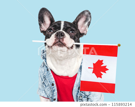 Cute puppy and Canadian Flag. Studio shot 115893214