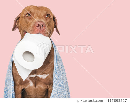Cute brown dog holding a roll of toilet paper Cute brown dog holding a roll of toilet paper 115893227