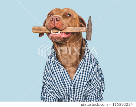 Cute brown dog and hammer. Studio shot 115893234