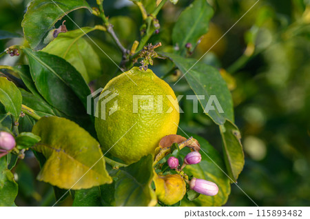 Green trees with ripe yellow lemons and flowers 1 Green trees with ripe yellow lemons and flowers 1 115893482