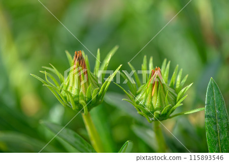 gazania flower or African daisy in bud in the garden 1 115893546