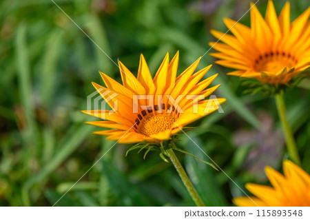 Yellow flowers of Gazania or Treasure in full bloom, Gazania rigens or Gazania splendens. 2 115893548