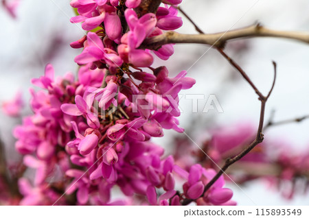 Flowers Bagryannik European with pink flowers in the park of the city 2 Flowers Bagryannik European with pink flowers in the park of the city 2 115893549